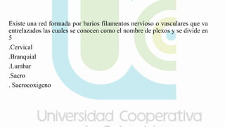 Existe una red formada por barios filamentos nervioso o vasculares que va
entrelazados las cuales se conocen como el nombre de plexos y se divide en
5
.Cervical
.Branquial
.Lumbar
.Sacro
. Sacrocoxigeno
 