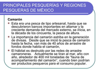 PRINCIPALES PESQUERÍAS Y REGIONES
PESQUERAS DE MÉXICO

 Camarón
  Esta era una pesca de tipo artesanal, hasta que se
   descubrieron bancos importantes en altamar y la
   creciente demanda del mercado externo, se inicia, en
   la década de los cincuenta, la pesca de altura.
  La importancia del camarón estriba en la generación
   de divisas. Desde que se inició la pesca de camarón
   hasta la fecha, van más de 40 años de arrastre de
   fondos donde habita el camarón,
  El hábitat es destruido por las redes de arrastre
   camaroneras. Actualmente se tiran al mar, año con
   año, alrededor de 400 mil toneladas de “fauna de
   acompañamiento del camarón”, cuando bien podrían
   ser productos pesqueros para el consumo popular.
 