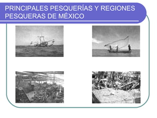 PRINCIPALES PESQUERÍAS Y REGIONES
PESQUERAS DE MÉXICO
 