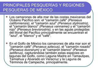 PRINCIPALES PESQUERÍAS Y REGIONES
PESQUERAS DE MÉXICO
    Los camarones de alta mar de las costas mexicanas del
     Océano Pacífico son: el "camarón café" (Penaeus
     californiensis), el "camarón azul" (Penaeus stylirostris),
     el "camarón blanco" (Penaeus vannamei) y el "camarón
     rojo" (Penaeus brevisrostris), y en las aguas protegidas
     del litoral del Pacífico principalmente se encuentran el
     "azul", el "blanco" y el "café".

    En el Golfo de México los camarones de alta mar son el
     "camarón café" (Penaeus aztecus), el "camarón rosado"
     (Penaeus duorarum) y el "camarón blanco" (Penaeus
     setiferus), capturándose también estas especies en
     lagunas del Golfo, como Laguna Madre en Tamaulipas,
     Tamiahua y Alvarado en Veracruz y la Laguna de
     Términos de Campeche, principalmente.
 