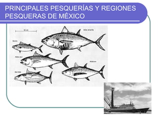 PRINCIPALES PESQUERÍAS Y REGIONES
PESQUERAS DE MÉXICO
 