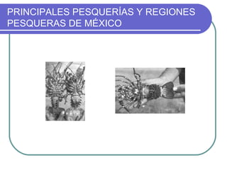 PRINCIPALES PESQUERÍAS Y REGIONES
PESQUERAS DE MÉXICO
 