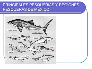 PRINCIPALES PESQUERÍAS Y REGIONES
PESQUERAS DE MÉXICO
 