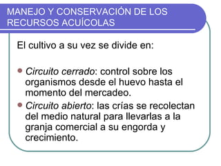 MANEJO Y CONSERVACIÓN DE LOS
RECURSOS ACUÍCOLAS

 El cultivo a su vez se divide en:

  Circuito cerrado: control sobre los
   organismos desde el huevo hasta el
   momento del mercadeo.
  Circuito abierto: las crías se recolectan
   del medio natural para llevarlas a la
   granja comercial a su engorda y
   crecimiento.
 