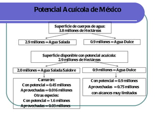Potencial A cuícola de México

                      Superficie de cuerpos de agua:
                        3.8 millones de Hectáreas

    2.9 millones = A gua Salada             0.9 millones = A gua Dulce


               Superficie disponible con potencial acuícola:
                        2.9 millones de Hectáreas

2.0 millones = A gua Salada/Salobre          0.9 millones = A gua Dulce

            C amarón:                       C on potencial = 0.9 millones
   C on potencial = 0.45 millones          A provechadas = 0.75 millones
  A provechadas = 0.016 millones
                                             con alcances muy limitados
          Otras especies:
   C on potencial = 1.6 millones
  A provechadas = 0.03 millones
 