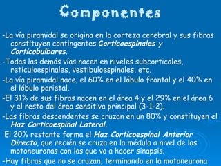 Componentes -La vía piramidal se origina en la corteza cerebral y sus fibras constituyen contingentes  C orticoespinales  y  Corticobulbares . -Todas las demás vías nacen en niveles subcorticales, reticuloespinales, vestibuloespinales, etc. -La vía piramidal nace, el 60% en el lóbulo frontal y el 40% en el lóbulo parietal. -El 31% de sus fibras nacen en el área 4 y el 29% en el área 6 y el resto del área sensitiva principal (3-1-2). -Las fibras descendentes se cruzan en un 80% y constituyen el  Haz Corticoespinal Lateral. El 20% restante forma el  Haz Corticoespinal Anterior Directo , que recién se cruza en la médula a nivel de las motoneuronas con las que va a hacer sinapsis. -Hay fibras que no se cruzan, terminando en la motoneurona homolateral.  Éstas son: -- Haz Piramidal Anterolateral de Barnes   o  Fibras Homolaterales de Dejerine.  
