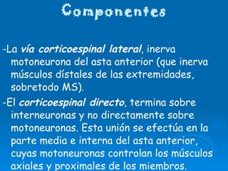 Componentes -La  vía corticoespinal lateral , inerva motoneurona del asta anterior (que inerva músculos dístales de las extremidades, sobretodo MS). -El  corticoespinal directo , termina sobre interneuronas y no directamente sobre motoneuronas. Esta unión se efectúa en la parte media e interna del asta anterior, cuyas motoneuronas controlan los músculos axiales y proximales de los miembros. El haz corticoespinal directo, NO pasa por las pirámides bulbares.  