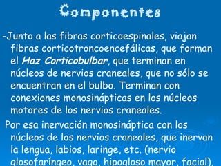 Componentes -Junto a las fibras corticoespinales, viajan fibras corticotroncoencefálicas, que forman el  Haz Corticobulbar , que terminan en núcleos de nervios craneales, que no sólo se encuentran en el bulbo. Terminan con conexiones monosinápticas en los núcleos motores de los nervios craneales. Por esa inervación monosináptica con los núcleos de los nervios craneales, que inervan la lengua, labios, laringe, etc. (nervio glosofaríngeo, vago, hipogloso mayor, facial), éste haz, es el responsable de la destreza de los músculos que intervienen en la articulación de la palabra.  
