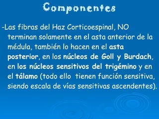 Componentes -Las fibras del Haz Corticoespinal, NO terminan solamente en el asta anterior de la médula, también lo hacen en el  asta posterior , en los  núcleos de Goll y Burdach , en  los núcleos sensitivos del trigémino  y en el  tálamo  (todo ello  tienen función sensitiva, siendo escala de vías sensitivas ascendentes).  
