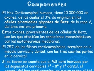 Componentes -El Haz Corticoespinal humano, tiene 10.000.000 de axones, de los cuales el 3%, se originan en las  células piramidales gigantes de Betz , de la capa V, del área motora primaria.  Estos axones, provenientes de las células de Betz, son los que efectúan las conexiones monosinápticas con las motoneuronas medulares. -El 75% de las fibras corticoespinales, terminan en la médula cervical y dorsal, con las tres cuartas partes en la cervical. Si se tienen en cuenta que el MS está inervado por los segmentos cervicales 7º - 8º y 1º dorsal, el control del haz corticoespinal es mayor sobre el MS que el MI. En este sentido, este haz tendría una especialización, de controlar la mitad superior del cuerpo y sobretodo MMSS.   
