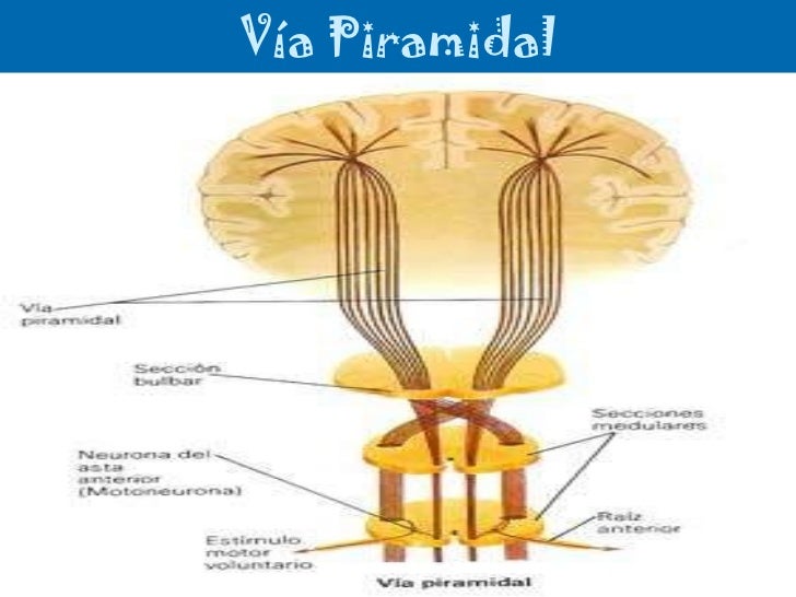 Sistema Piramidal