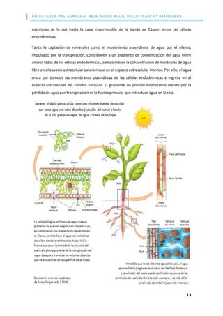 FACULTAD DE ING. AGRICOLA RELACION DE AGUA, SUELO, PLANTA Y ATMOSFERA
13
exteriores de la raíz hasta la capa impermeable de la banda de Caspari entre las células
endodérmicas.
Tanto la captación de minerales como el movimiento ascendente de agua por el xilema,
impulsado por la transpiración, contribuyen a un gradiente de concentración del agua entre
ambos lados de las células endodérmicas, siendo mayor la concentración de moléculas de agua
libre en el espacio extracelular exterior que en el espacio extracelular interior. Por ello, el agua
cruza por ósmosis las membranas plasmáticas de las células endodérmicas e ingresa en el
espacio extracelular del cilindro vascular. El gradiente de presión hidrostática creado por la
pérdida de agua por transpiración es la fuerza primaria que introduce agua en la raíz.
 