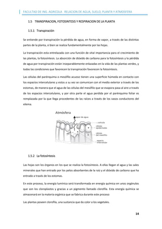 FACULTAD DE ING. AGRICOLA RELACION DE AGUA, SUELO, PLANTA Y ATMOSFERA
14
1.5 TRANSPIRACION, FOTOSINTESIS Y RESPIRACION DE LA PLANTA
1.5.1 Transpiración
Se entiende por transpiración la pérdida de agua, en forma de vapor, a través de las distintas
partes de la planta, si bien se realiza fundamentalmente por las hojas.
La transpiración esta entrelazada con una función de vital importancia para el crecimiento de
las plantas, la fotosíntesis. La absorción de dióxido de carbono para la fotosíntesis y la pérdida
de agua por transpiración están inseparablemente enlazadas en la vida de las plantas verdes, y
todas las condiciones que favorecen la transpiración favorecen la fotosíntesis.
Las células del parénquima o mesófilo acuoso tienen una superficie húmeda en contacto con
los espacios intercelulares y estos a su vez se comunican con el medio exterior a través de los
estomas, de manera que el agua de las células del mesófilo que se evapora pasa al aire a través
de los espacios intercelulares, y por otra parte el agua perdida por el parénquima foliar es
remplazada por la que llega procedentes de las raíces a través de los vasos conductores del
xilema.
1.5.2 La fotosíntesis
Las hojas son los órganos en los que se realiza la fotosíntesis. A ellas llegan el agua y las sales
minerales que han entrado por los pelos absorbentes de la raíz y el dióxido de carbono que ha
entrado a través de los estomas.
En este proceso, la energía lumínica será transformada en energía química en unos orgánulos
que son los cloroplastos y gracias a un pigmento llamado clorofila. Esta energía química se
almacenará en la materia orgánica que se fabrica durante este proceso
Las plantas poseen clorofila, una sustancia que da color a los vegetales.
 