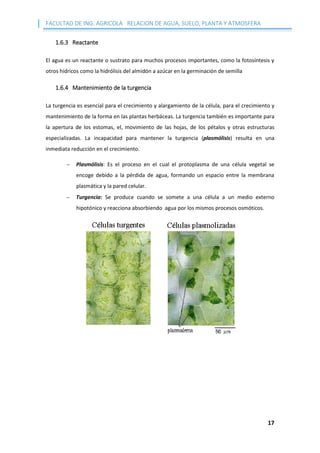 FACULTAD DE ING. AGRICOLA RELACION DE AGUA, SUELO, PLANTA Y ATMOSFERA
17
1.6.3 Reactante
El agua es un reactante o sustrato para muchos procesos importantes, como la fotosíntesis y
otros hídricos como la hidrólisis del almidón a azúcar en la germinación de semilla
1.6.4 Mantenimiento de la turgencia
La turgencia es esencial para el crecimiento y alargamiento de la célula, para el crecimiento y
mantenimiento de la forma en las plantas herbáceas. La turgencia también es importante para
la apertura de los estomas, el, movimiento de las hojas, de los pétalos y otras estructuras
especializadas. La incapacidad para mantener la turgencia (plasmólisis) resulta en una
inmediata reducción en el crecimiento.
 Plasmólisis: Es el proceso en el cual el protoplasma de una célula vegetal se
encoge debido a la pérdida de agua, formando un espacio entre la membrana
plasmática y la pared celular.
 Turgencia: Se produce cuando se somete a una célula a un medio externo
hipotónico y reacciona absorbiendo agua por los mismos procesos osmóticos.
 