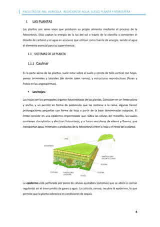 FACULTAD DE ING. AGRICOLA RELACION DE AGUA, SUELO, PLANTA Y ATMOSFERA
4
I. LAS PLANTAS
Las plantas son seres vivos que producen su propio alimento mediante el proceso de la
fotosíntesis. Ellas captan la energía de la luz del sol a través de la clorofila y convierten el
dióxido de carbono y el agua en azúcares que utilizan como fuente de energía, siendo el agua
el elemento esencial para su supervivencia.
1.1 SISTEMAS DE LA PLANTA
1.1.1 Caulinar
Es la parte aérea de las plantas, suele estar sobre el suelo y consta de tallo vertical con hojas,
yemas terminales y laterales (de donde salen ramas), y estructuras reproductivas (flores y
frutos en las angiospermas).
 Las hojas:
Las hojas son los principales órganos fotosintéticos de las plantas. Consisten en un limbo plano
y ancho, y un pecíolo en forma de pedúnculo que las sostiene a la rama; algunas tienen
prolongaciones pequeñas con forma de hoja a partir de la base denominadas estípulas. El
limbo consiste en una epidermis impermeable que rodea las células del mesófilo, las cuales
contienen cloroplastos y efectúan fotosíntesis, y a haces vasculares de xilema y floema, que
transportan agua, minerales y productos de la fotosíntesis entre la hoja y el resto de la planta.
La epidermis está perforada por poros de células ajustables (estomas) que se abren o cierran
regulando así el intercambio de gases y agua. La cutícula, cerosa, recubre la epidermis, lo que
permite que la planta sobreviva en condiciones de sequía.
 