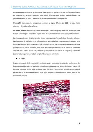 FACULTAD DE ING. AGRICOLA RELACION DE AGUA, SUELO, PLANTA Y ATMOSFERA
5
Los estomas generalmente se abren en el día y se cierran por la noche. Varios factores influyen
en esta apertura y cierre, como luz y oscuridad, concentración de CO2 y estrés hídrico. La
pérdida de vapor de agua a través de los estomas se denomina transpiración.
El mesófilo tiene espacios aéreos que permiten la rápida difusión del CO2 y el agua hacia
adentro, y del oxígeno hacia fuera.
Las venas foliares (nervaduras) tienen xilema para conducir agua y minerales esenciales para
la hoja, y floema para llevar de la hoja al resto de la planta el azúcar producido por fotosíntesis.
Las hojas pueden ser simples (un solo limbo) o compuestas (varios limbos, llamados foliolos).
La disposición de las hojas en el tallo puede ser alternada (una hoja por nodo), opuesta (dos
hojas por nodo) o verticilada (tres o más hojas por nodo). Las hojas tienen venación paralela
(las nervaduras corren paralelas entre sí) o reticulada (las nervaduras se ramifican formando
una red). Esta última puede ser palmeada (varias nervaduras radian de un punto) o pinnada
(las nervaduras parten de toda la longitud de una vena principal).
 El tallo:
Órgano encargado de la conducción, tanto de agua y sustancias tomadas del suelo, como de
fotosintatos elaborados en las hojas, también contribuye para el sostén de hojas y frutos. El
lugar de inserción de las hojas se llama nudo y la zona comprendida entre dos nudos es el
entrenudo. En la axila de cada hoja y en el ápice del tallo se encuentran las yemas, sitio de los
meristemas apicales.
 