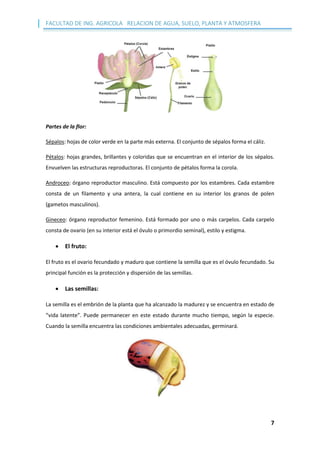 FACULTAD DE ING. AGRICOLA RELACION DE AGUA, SUELO, PLANTA Y ATMOSFERA
7
Partes de la flor:
Sépalos: hojas de color verde en la parte más externa. El conjunto de sépalos forma el cáliz.
Pétalos: hojas grandes, brillantes y coloridas que se encuentran en el interior de los sépalos.
Envuelven las estructuras reproductoras. El conjunto de pétalos forma la corola.
Androceo: órgano reproductor masculino. Está compuesto por los estambres. Cada estambre
consta de un filamento y una antera, la cual contiene en su interior los granos de polen
(gametos masculinos).
Gineceo: órgano reproductor femenino. Está formado por uno o más carpelos. Cada carpelo
consta de ovario (en su interior está el óvulo o primordio seminal), estilo y estigma.
 El fruto:
El fruto es el ovario fecundado y maduro que contiene la semilla que es el óvulo fecundado. Su
principal función es la protección y dispersión de las semillas.
 Las semillas:
La semilla es el embrión de la planta que ha alcanzado la madurez y se encuentra en estado de
“vida latente”. Puede permanecer en este estado durante mucho tiempo, según la especie.
Cuando la semilla encuentra las condiciones ambientales adecuadas, germinará.
 
