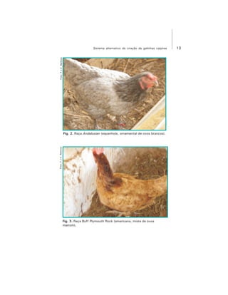 13Sistema alternativo de criação de galinhas caipiras
Fig. 2. Raça Andalusian (espanhola, ornamental de ovos brancos).
Fig. 3. Raça Buff Plymouth Rock (americana, mista de ovos
marrom).
Foto:F.J.V.BarbosaFoto:F.J.V.Barbosa
 
