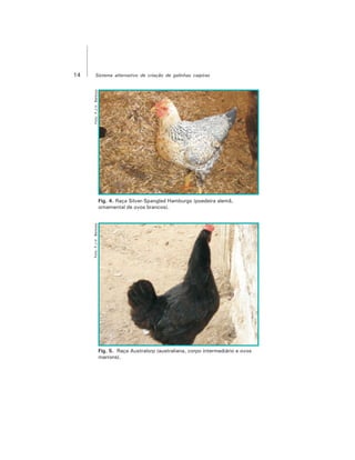 14 Sistema alternativo de criação de galinhas caipiras
Fig. 4. Raça Silver-Spangled Hamburgs (poedeira alemã,
ornamental de ovos brancos).
Fig. 5. Raça Australorp (australiana, corpo intermediário e ovos
marrons).
Foto:F.J.V.BarbosaFoto:F.J.V.Barbosa
 