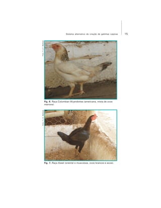 15Sistema alternativo de criação de galinhas caipiras
Fig. 6. Raça Columbian Wyandottes (americana, mista de ovos
marrons).
Foto:F.J.V.BarbosaFoto:F.J.V.Barbosa
Fig. 7. Raça Assel (oriental e musculosa, ovos brancos e azuis).
 