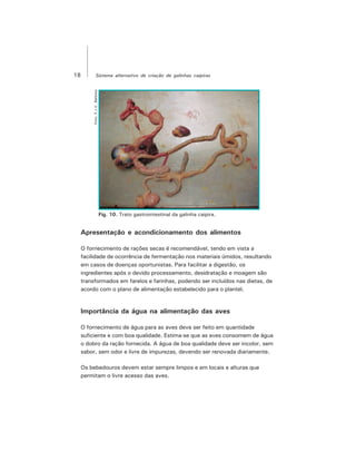 18 Sistema alternativo de criação de galinhas caipiras
Fig. 10. Trato gastrointestinal da galinha caipira.
Apresentação e acondicionamento dos alimentos
O fornecimento de rações secas é recomendável, tendo em vista a
facilidade de ocorrência de fermentação nos materiais úmidos, resultando
em casos de doenças oportunistas. Para facilitar a digestão, os
ingredientes após o devido processamento, desidratação e moagem são
transformados em farelos e farinhas, podendo ser incluídos nas dietas, de
acordo com o plano de alimentação estabelecido para o plantel.
Importância da água na alimentação das aves
O fornecimento de água para as aves deve ser feito em quantidade
suficiente e com boa qualidade. Estima-se que as aves consomem de água
o dobro da ração fornecida. A água de boa qualidade deve ser incolor, sem
sabor, sem odor e livre de impurezas, devendo ser renovada diariamente.
Os bebedouros devem estar sempre limpos e em locais e alturas que
permitam o livre acesso das aves.
Foto:F.J.V.Barbosa
 
