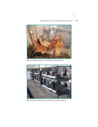 25Sistema alternativo de criação de galinhas caipiras
Fig. 12. Frangas caipiras em avaliação de desempenho.
Fig. 13. Gaiolas metabólicas ocupadas por frangos caipiras.
Foto:F.J.V.BarbosaFoto:M.E.Ribeiro
 