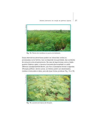 27Sistema alternativo de criação de galinhas caipiras
Fig. 14. Plantio de mandioca no ponto de desbaste.
Essas alternativas alimentares podem ser oferecidas verdes ou
processadas como farinha. Isso vai depender da quantidade, das condições
de consumo e de armazenamento. No caso de leguminosas como o feijão-
guandu (Cajanus cajan), a leucena (Leucaena leucocephala) e a sabiá
(Mimosa caesalpiniaefolia Benth), pau-ferro (Caesalpinia ferrea) e algaroba
(Prosopis juliflora), dentre outras, os folíolos podem ser desidratados,
moídos e misturados à dieta, pois são boas fontes protéicas (Fig. 15 a 19).
Fig. 15. Leucena em época de floração.
Foto:F.J.V.BarbosaFoto:G.M.Ramos
 