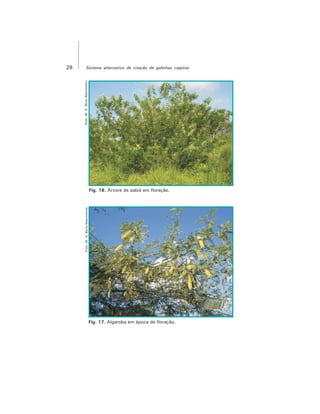 28 Sistema alternativo de criação de galinhas caipiras
Foto:M.S.BonaNascimentoFoto:M.S.BonaNascimento
Fig. 17. Algaroba em época de floração.
Fig. 16. Árvore de sabiá em floração.
 