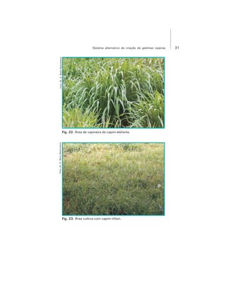 31Sistema alternativo de criação de galinhas caipiras
Fig. 23. Área cultiva com capim-tifton.
Fig. 22. Área de capineira de capim-elefante.
Foto:M.S.BonaNascimentoFoto:M.S.BonaNascimento
 