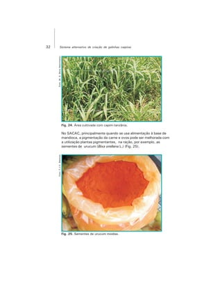 32 Sistema alternativo de criação de galinhas caipiras
Foto:M.S.BonaNascimento
No SACAC, principalmente quando se usa alimentação à base de
mandioca, a pigmentação da carne e ovos pode ser melhorada com
a utilização plantas pigmentantes, na ração, por exemplo, as
sementes de urucum (Bixa orellana L.) (Fig. 25).
Fig. 24. Área cultivada com capim-tanzãnia.
Foto:F.J.V.Barbosa
Fig. 25. Sementes de urucum moídas.
 