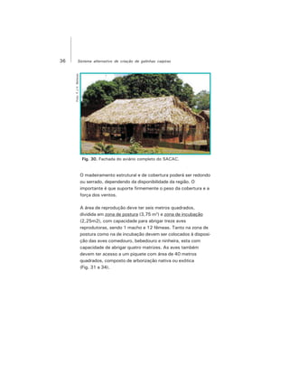 36 Sistema alternativo de criação de galinhas caipiras
O madeiramento estrutural e de cobertura poderá ser redondo
ou serrado, dependendo da disponibilidade da região. O
importante é que suporte firmemente o peso da cobertura e a
força dos ventos.
A área de reprodução deve ter seis metros quadrados,
dividida em zona de postura (3,75 m2
) e zona de incubação
(2,25m2), com capacidade para abrigar treze aves
reprodutoras, sendo 1 macho e 12 fêmeas. Tanto na zona de
postura como na de incubação devem ser colocados à disposi-
ção das aves comedouro, bebedouro e ninheira, esta com
capacidade de abrigar quatro matrizes. As aves também
devem ter acesso a um piquete com área de 40 metros
quadrados, composto de arborização nativa ou exótica
(Fig. 31 a 34).
Foto:F.J.V.Barbosa
Fig. 30. Fachada do aviário completo do SACAC.
 