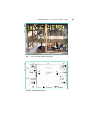 37Sistema alternativo de criação de galinhas caipiras
Foto:F.J.V.Barbosa
Fig. 32. Planta baixa do aviário.
Foto:F.J.V.Barbosa
Fig. 31. Vista lateral da área de reprodução.
 