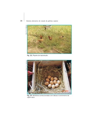 38 Sistema alternativo de criação de galinhas caipiras
Foto:F.J.V.Barbosa
Fig. 33. Piquete de reprodução.
Foto:F.J.V.Barbosa
Fig. 34. Ninheiras confeccionadas com tábuas e enchimento de
capim seco.
 