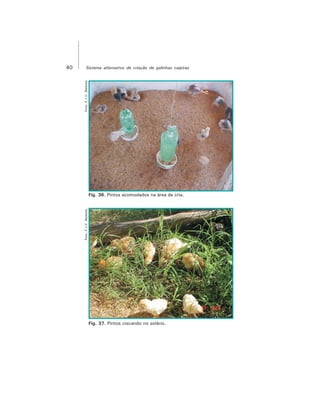 40 Sistema alternativo de criação de galinhas caipiras
Foto:F.J.V.Barbosa
Fig. 36. Pintos acomodados na área de cria.
Foto:F.J.V.Barbosa
Fig. 37. Pintos ciscando no solário.
 