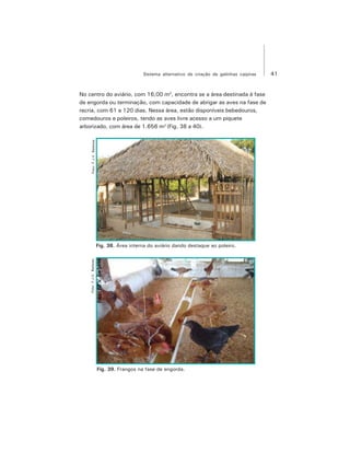 41Sistema alternativo de criação de galinhas caipiras
No centro do aviário, com 16,00 m2
, encontra se a área destinada à fase
de engorda ou terminação, com capacidade de abrigar as aves na fase de
recria, com 61 a 120 dias. Nessa área, estão disponíveis bebedouros,
comedouros e poleiros, tendo as aves livre acesso a um piquete
arborizado, com área de 1.656 m2
(Fig. 38 a 40).
Foto:F.J.V.BarbosaFoto:F.J.V.Barbosa
Fig. 38. Área interna do aviário dando destaque ao poleiro.
Fig. 39. Frangos na fase de engorda.
 