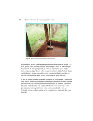 42 Sistema alternativo de criação de galinhas caipiras
Normalmente, a área coberta de engorda tem a capacidade de abrigar 278
aves, porém, esse número pode ser ampliado para cerca de 400 cabeças
dependendo do manejo reprodutivo. Torna-se importante que o criador
também possa dispor de um outro compartimento em local afastado dessa
instalação para abrigar, separadamente, aves que serão introduzidas no
plantel, animais descartados ou, em caso extremo, aves doentes.
O piso do aviário pode ser cimentado, revestido de tijolo deitado e mesmo de
chão batido, compactado de forma que impeça que as aves escavem. Deverá
ter como forro um substrato composto de serragem de madeira, capim seco
triturado, casca de arroz etc. Esse substrato não pode ser tóxico e nem
provocar doenças respiratórias às aves, por excesso de pó, e tem por
finalidade reter a umidade resultante do metabolismo e respiração das aves
(Fig. 40).
Foto:F.J.V.Barbosa
Fig. 40. Piso revestido com barro compactado.
 