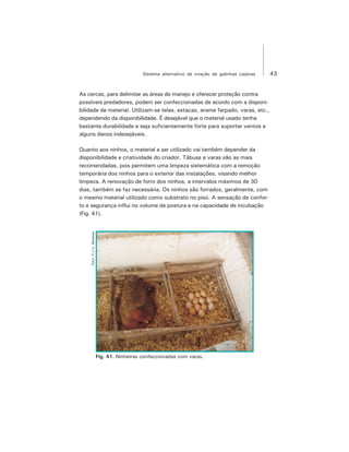 43Sistema alternativo de criação de galinhas caipiras
As cercas, para delimitar as áreas de manejo e oferecer proteção contra
possíveis predadores, podem ser confeccionadas de acordo com a disponi-
bilidade de material. Utilizam-se telas, estacas, arame farpado, varas, etc.,
dependendo da disponibilidade. É desejável que o material usado tenha
bastante durabilidade e seja suficientemente forte para suportar ventos e
alguns danos indesejáveis.
Quanto aos ninhos, o material a ser utilizado vai também depender da
disponibilidade e criatividade do criador. Tábuas e varas são as mais
recomendadas, pois permitem uma limpeza sistemática com a remoção
temporária dos ninhos para o exterior das instalações, visando melhor
limpeza. A renovação de forro dos ninhos, a intervalos máximos de 30
dias, também se faz necessária. Os ninhos são forrados, geralmente, com
o mesmo material utilizado como substrato no piso. A sensação de confor-
to e segurança influi no volume de postura e na capacidade de incubação
(Fig. 41).
Fig. 41. Ninheiras confeccionadas com varas.
Foto:F.J.V.Barbosa
 