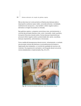 46 Sistema alternativo de criação de galinhas caipiras
Não se deve levar em conta somente a influência das doenças sobre o
desempenho zootécnico (peso médio, conversão alimentar, mortalidade,
rendimento de carcaça etc.), mas também o efeito negativo sobre a
demanda e a imagem do produto no mercado.
Nas galinhas caipiras, o programa vacinal deve visar, prioritariamente, o
controle das principais doenças virais, como: newcastle, marek, gumboro,
bronquite infecciosa e bouba aviária. Outras doenças importantes que
provocam efeito negativo sobre a produtividade são: ascite, coccidiose,
doenças respiratórias, salmoneloses e mitoxicoses.
Como medida de biossegurança deverá ocorrer, rotineiramente, o combate
aos principais vetores das doenças e os procedimentos de limpeza e
higienização das instalações, e o controle de qualidade de insumos e de
materiais. Os programas de vacinação e vermifugação devem ser previa-
mente estabelecidos e implementados (Fig. 44 a 47).
Foto:F.J.V.Barbosa
Fig. 44. Controle da bouba aviária por meio de punctura na asa.
 