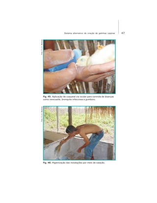 47Sistema alternativo de criação de galinhas caipiras
Foto:F.J.V.BarbosaFoto:F.J.V.Barbosa
Fig. 46. Higienização das instalações por meio de caiação.
Fig. 45. Aplicação de coquetel via ocular para controle de doenças
como newcastle, bronquite infecciosa e gumboro.
 