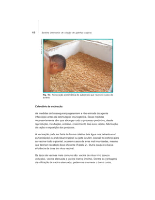 48 Sistema alternativo de criação de galinhas caipiras
Foto:F.J.V.Barbosa
Fig. 47. Renovação sistemática do substrato que reveste o piso do
aviário
Calendário de vacinação:
As medidas de biossegurança garantem a não-entrada do agente
infeccioso antes da estimulação imunogênica. Essas medidas
necessariamente têm que abranger todo o processo produtivo, desde
reprodução, incubação, eclosão, crescimento das aves, abate, fabricação
de ração e exposição dos produtos.
A vacinação pode ser feita de forma coletiva (via água nos bebedouros/
pulverização) ou individual (injeção ou gota ocular). Apesar do esforço para
se vacinar todo o plantel, ocorrem casos de aves mal imunizadas, mesmo
que tenham recebido dose eficiente (Tabela 2). Outra causa é a baixa
eficiência da dose do vírus vacinal.
Os tipos de vacinas mais comuns são: vacina de vírus vivo (pouco
utilizada), vacina atenuada e vacina inativa (morta). Dentre as vantagens
da utilização de vacina atenuada, podem-se enumerar o baixo custo,
 