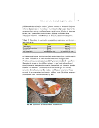 49Sistema alternativo de criação de galinhas caipiras
possibilidade de vacinação coletiva, grande número de doses em pequeno
volume, rápido início de imunidade e imunidade local precoce. No entanto,
sempre podem ocorrer reações pós-vacinação, como difusão de algumas
cepas, curta persistência de imunidade, possível interferência de
anticorpos maternos e interferência de dois vírus do mesmo tropismo.
Tabela 2. Calendário de vacinação para galinhas caipiras de acordo com a
fase de criação.
O criador pode utilizar alternativas medicamentosas como o fornecimento
de caldas com cascas de plantas medicinais como o angico-preto
(Anadenanthera macrocarpa), o jatobá (Hymenaea courbaril), o pau-ferro
(Caesalpinia ferrea), o alho (Allium sativum L.) e o limão (Citrus limon),
para controle de doenças oportunistas transmitidas por bactérias. Podem
também ser utilizadas como alternativas de vermífugos naturais as
sementes de melancia, mamão, melão e perfilhos de bananeira. Para o
controle de ectoparasitas, banhos com sabão e fumo (Nicotiana tabacum)
são medidas tidas como rotineiras (Fig. 48).
Fase Via Período
Newcastle Ocular Mensal
Bronquite infecciosa Ocular Mensal
Gumboro Ocular Mensal
Bouba aviária Punctura na asa 1ª semana de vida
Fig. 48. Reprodutor recebendo banho antiparasitário.
Foto:F.J.V.Barbosa
 
