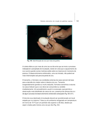 53Sistema alternativo de criação de galinhas caipiras
Foto:F.J.V.Barbosa
Fig. 49. Identificação do ovo por meio de grafite.
A coleta diária ou por mais de uma vez ao dia evita que se inicie o processo
indesejável e precipitado de incubação, tendo em vista que o aquecimento do
ovo ocorre quando outras matrizes estão sobre os mesmos em momento de
postura. O desenvolvimento embrionário, uma vez iniciado, não poderá ser
mais interrompido sob pena da perda do ovo.
O tamanho, o formato e as condições externas da casca servem de base
para a decisão do criador sobre o destino do ovo. Tamanho
exageradamente grande ou muito reduzido, formatos estranhos e rasuras
na casca indicam que o ovo deve ser consumido ou vendido
imediatamente. Um procedimento usual é a ovoscopia, que permite a
observação mais detalhado da casca do ovo, presença de câmara de ar e
de algum processo de desenvolvimento embrionário antecipado (Fig. 50 e 51).
O lote de ovos destinado à incubação deverá ser acondicionado em local
arejado por no máximo 7 dias ou em ambiente refrigerado em temperatura
em torno de 10 ºC por um período não superior a 30 dias, desde que
sejam virados pelo menos uma vez por dia (Fig. 52).
 