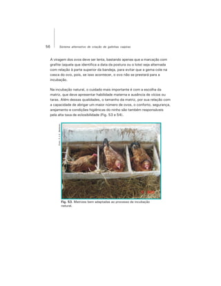 56 Sistema alternativo de criação de galinhas caipiras
A viragem dos ovos deve ser lenta, bastando apenas que a marcação com
grafite (aquela que identifica a data da postura ou o lote) seja alternada
com relação à parte superior da bandeja, para evitar que a gema cole na
casca do ovo, pois, se isso acontecer, o ovo não se prestará para a
incubação.
Na incubação natural, o cuidado mais importante é com a escolha da
matriz, que deve apresentar habilidade materna e ausência de vícios ou
taras. Além dessas qualidades, o tamanho da matriz, por sua relação com
a capacidade de abrigar um maior número de ovos, o conforto, segurança,
arejamento e condições higiênicas do ninho são também responsáveis
pela alta taxa de eclosibilidade (Fig. 53 e 54).
Fig. 53. Matrizes bem adaptadas ao processo de incubação
natural.
Foto:F.J.V.Barbosa
 