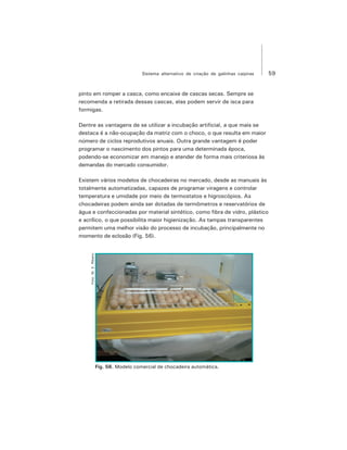 59Sistema alternativo de criação de galinhas caipiras
pinto em romper a casca, como encaixe de cascas secas. Sempre se
recomenda a retirada dessas cascas, elas podem servir de isca para
formigas.
Dentre as vantagens de se utilizar a incubação artificial, a que mais se
destaca é a não-ocupação da matriz com o choco, o que resulta em maior
número de ciclos reprodutivos anuais. Outra grande vantagem é poder
programar o nascimento dos pintos para uma determinada época,
podendo-se economizar em manejo e atender de forma mais criteriosa às
demandas do mercado consumidor.
Existem vários modelos de chocadeiras no mercado, desde as manuais às
totalmente automatizadas, capazes de programar viragens e controlar
temperatura e umidade por meio de termostatos e higroscópios. As
chocadeiras podem ainda ser dotadas de termômetros e reservatórios de
água e confeccionadas por material sintético, como fibra de vidro, plástico
e acrílico, o que possibilita maior higienização. As tampas transparentes
permitem uma melhor visão do processo de incubação, principalmente no
momento de eclosão (Fig. 56).
Fig. 56. Modelo comercial de chocadeira automática.
Foto:M.E.Ribeiro
 