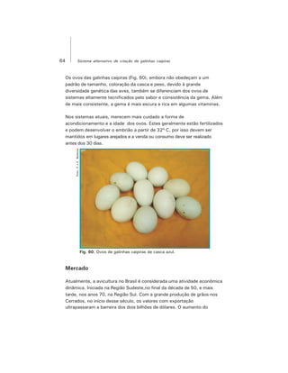 64 Sistema alternativo de criação de galinhas caipiras
Os ovos das galinhas caipiras (Fig. 60), embora não obedeçam a um
padrão de tamanho, coloração da casca e peso, devido à grande
diversidade genética das aves, também se diferenciam dos ovos de
sistemas altamente tecnificados pelo sabor e consistência da gema. Além
de mais consistente, a gema é mais escura e rica em algumas vitaminas.
Nos sistemas atuais, merecem mais cuidado a forma de
acondicionamento e a idade dos ovos. Estes geralmente estão fertilizados
e podem desenvolver o embrião a partir de 32º C, por isso devem ser
mantidos em lugares arejados e a venda ou consumo deve ser realizado
antes dos 30 dias.
Mercado
Atualmente, a avicultura no Brasil é considerada uma atividade econômica
dinâmica. Iniciada na Região Sudeste,no final da década de 50, e mais
tarde, nos anos 70, na Região Sul. Com a grande produção de grãos nos
Cerrados, no início desse século, os valores com exportação
ultrapassaram a barreira dos dois bilhões de dólares. O aumento do
Foto:F.J.V.Barbosa
Fig. 60. Ovos de galinhas caipiras de casca azul.
 