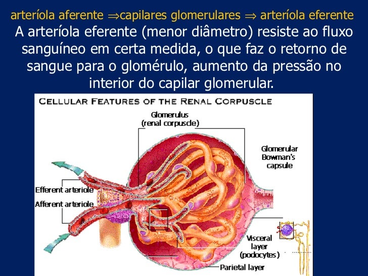 Fisiologia do sistema renal