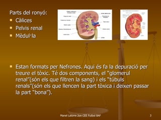 Parts del ronyó:  Càlices Pelvis renal Mèdul·la Estan formats per Nefrones. Aqui és fa la depuració per treure el tòxic. Té dos components, el “glomerul renal”(són els que filtren la sang) i els “túbuls renals”(són els que llencen la part tòxica i deixen passar la part “bona”).  