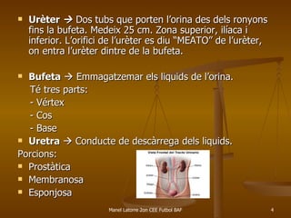 Urèter      Dos tubs que porten l’orina des dels ronyons fins la bufeta. Medeix 25 cm. Zona superior, ilíaca i inferior. L’orifici de l’urèter es diu “MEATO” de l’urèter, on entra l’urèter dintre de la bufeta.  Bufeta     Emmagatzemar els liquids de l’orina.  Té tres parts:  - Vértex  - Cos - Base Uretra     Conducte de descàrrega dels liquids.  Porcions:  Prostàtica Membranosa Esponjosa 