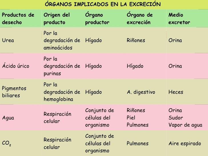 Sistema renal Sistema renal