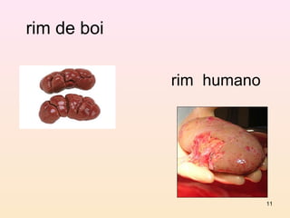 rim de boi

             rim humano




                          11
 